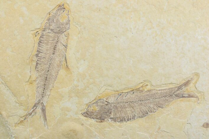 Plate With Two Fossil Fish (Knightia) - Wyoming #369515